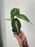 Alocasia Venom