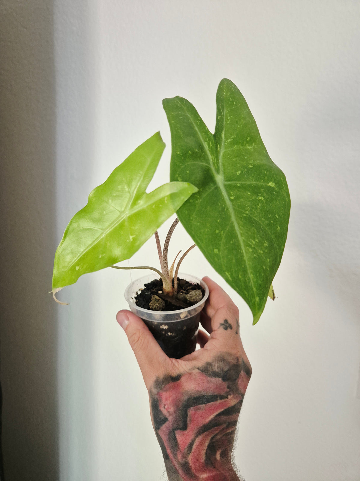Alocasia Longiloba lemon variegata
