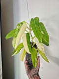 Philodendron Domesticum variegata