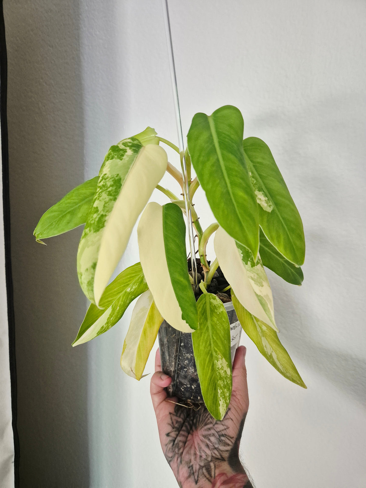 Philodendron Domesticum variegata