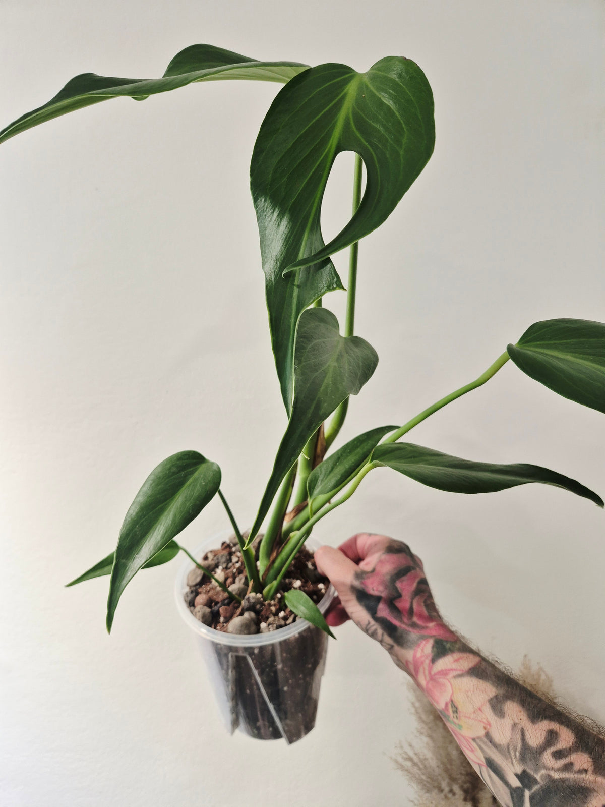 Monstera Burle marx flame