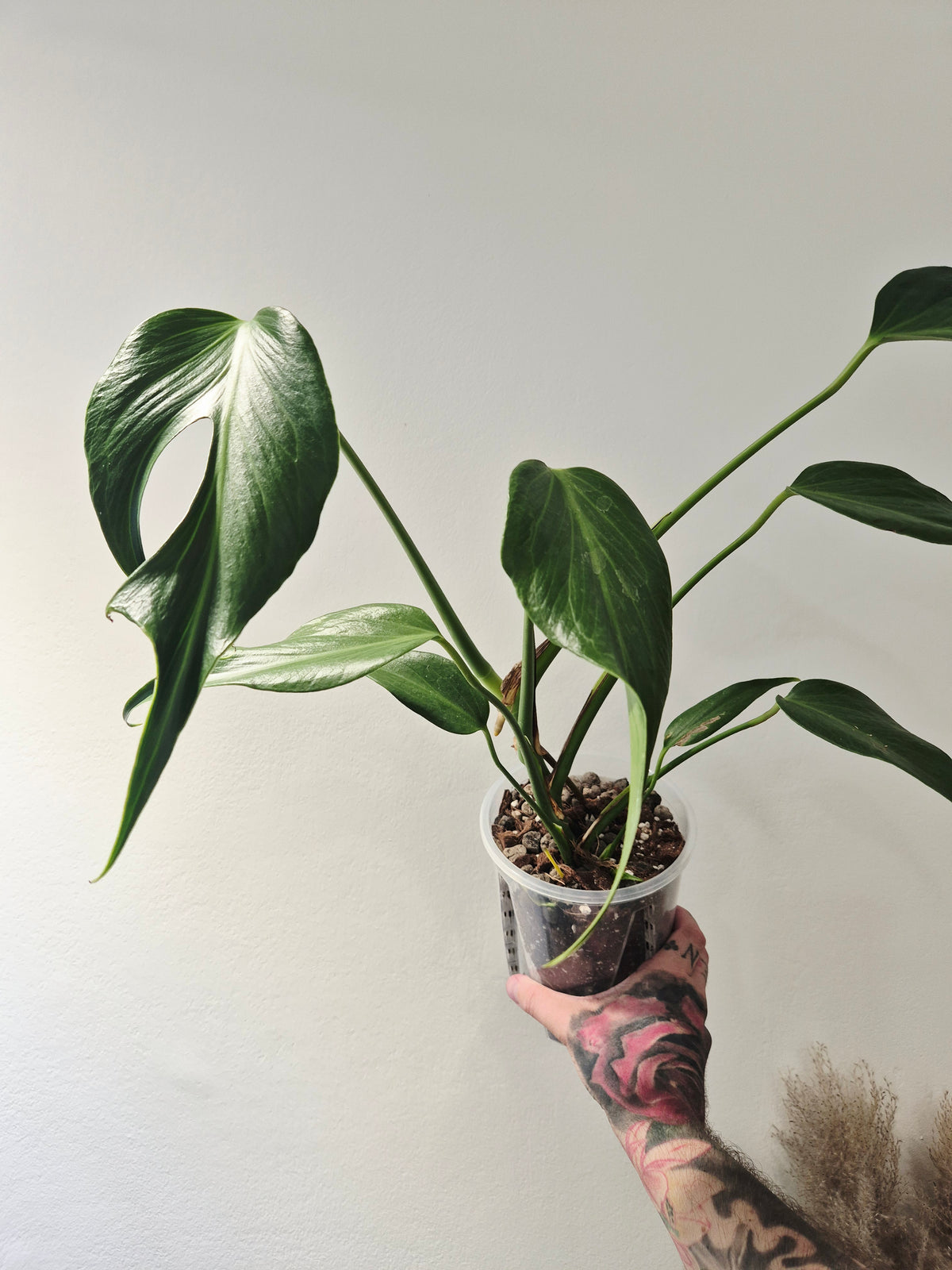 Monstera Burle marx flame