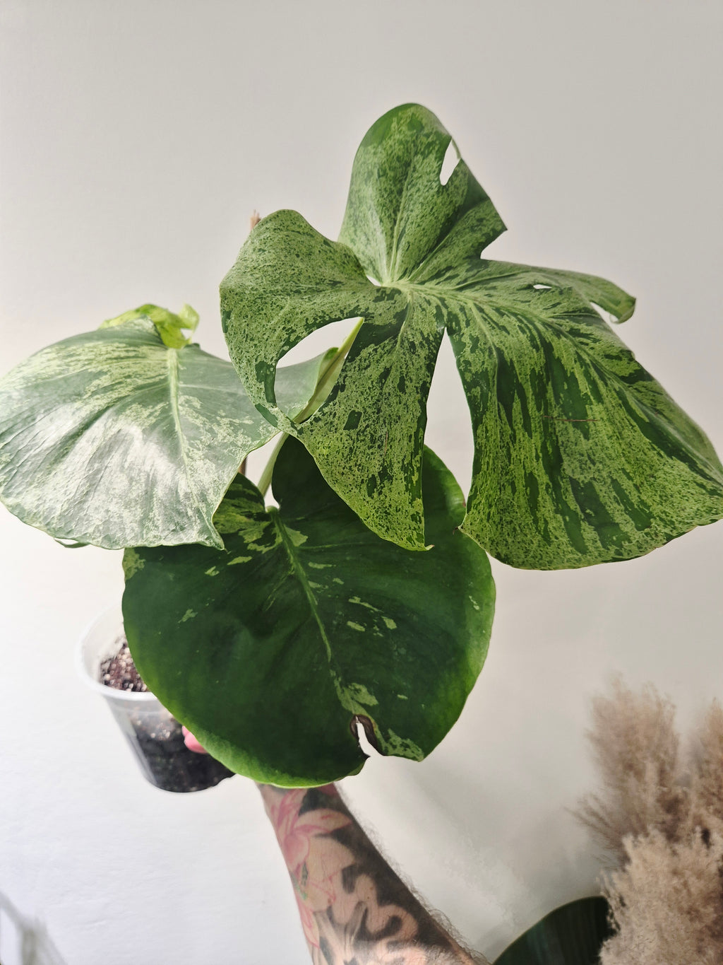 Monstera Bulbasaur