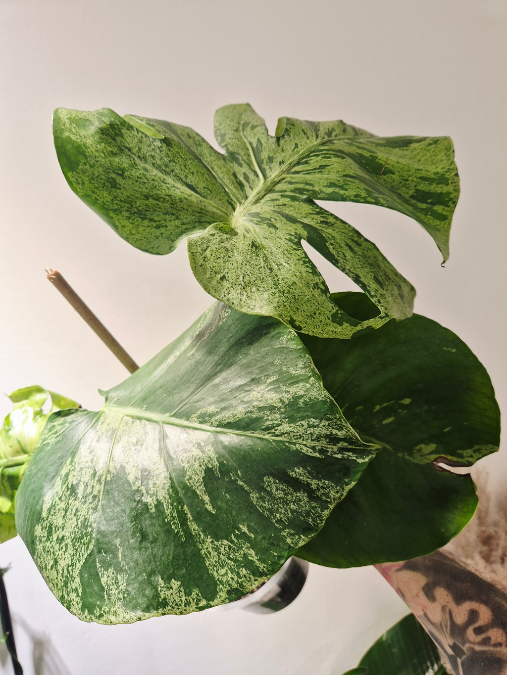Monstera Bulbasaur