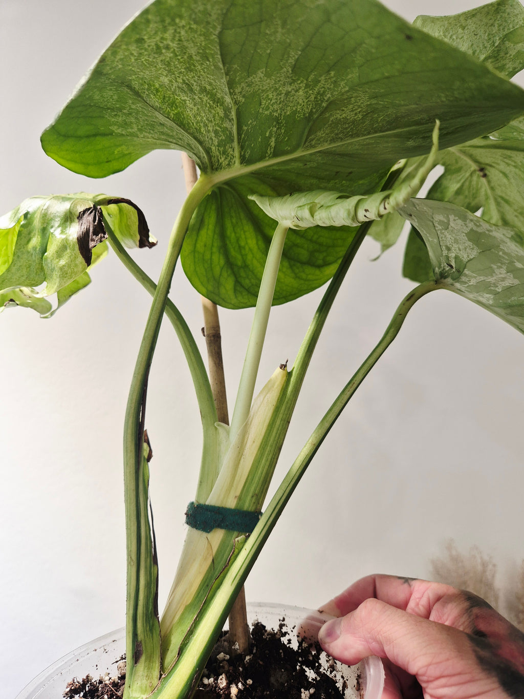 Monstera Bulbasaur