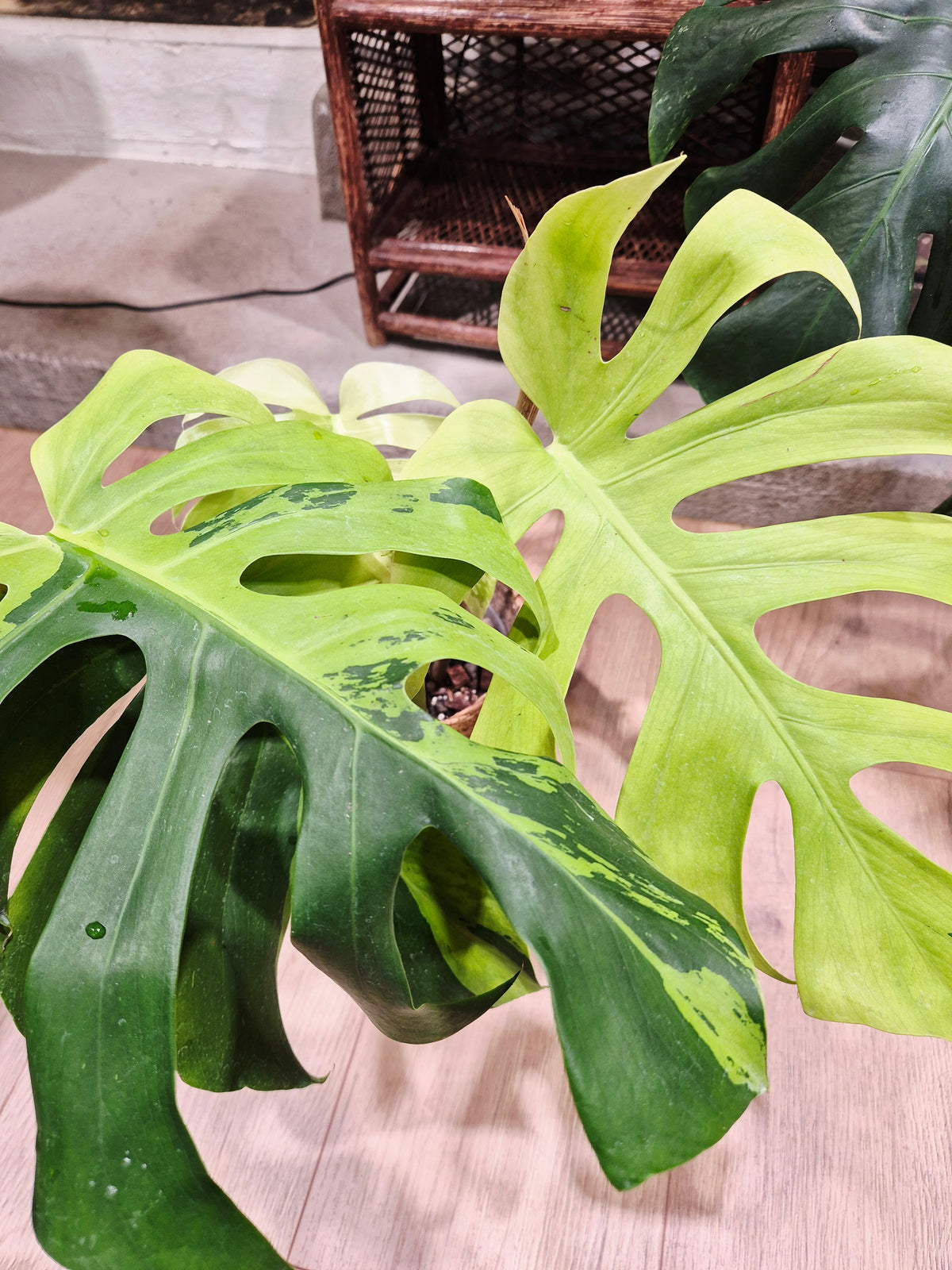 Monstera lemon lime