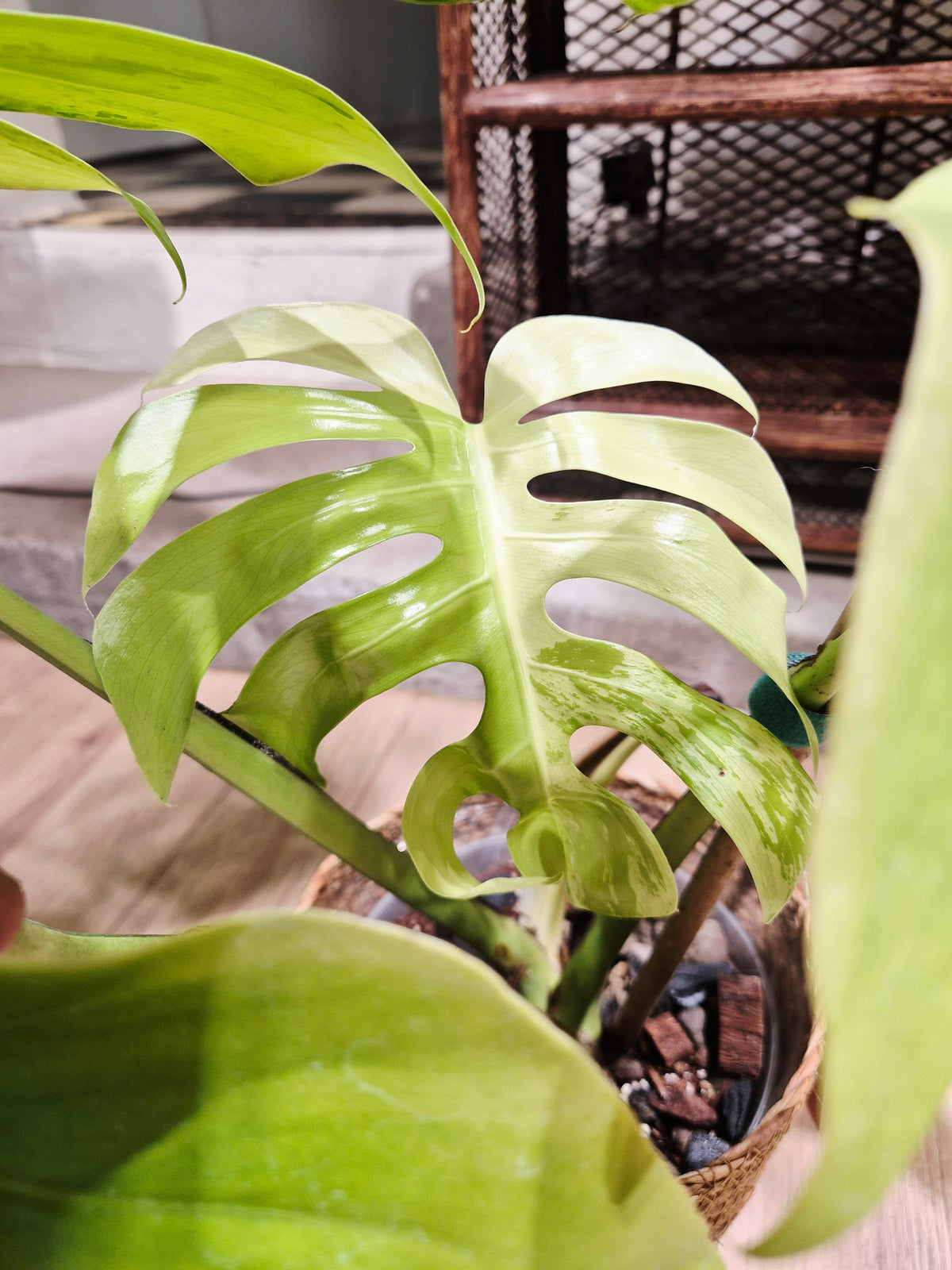 Monstera lemon lime