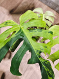 Monstera lemon lime