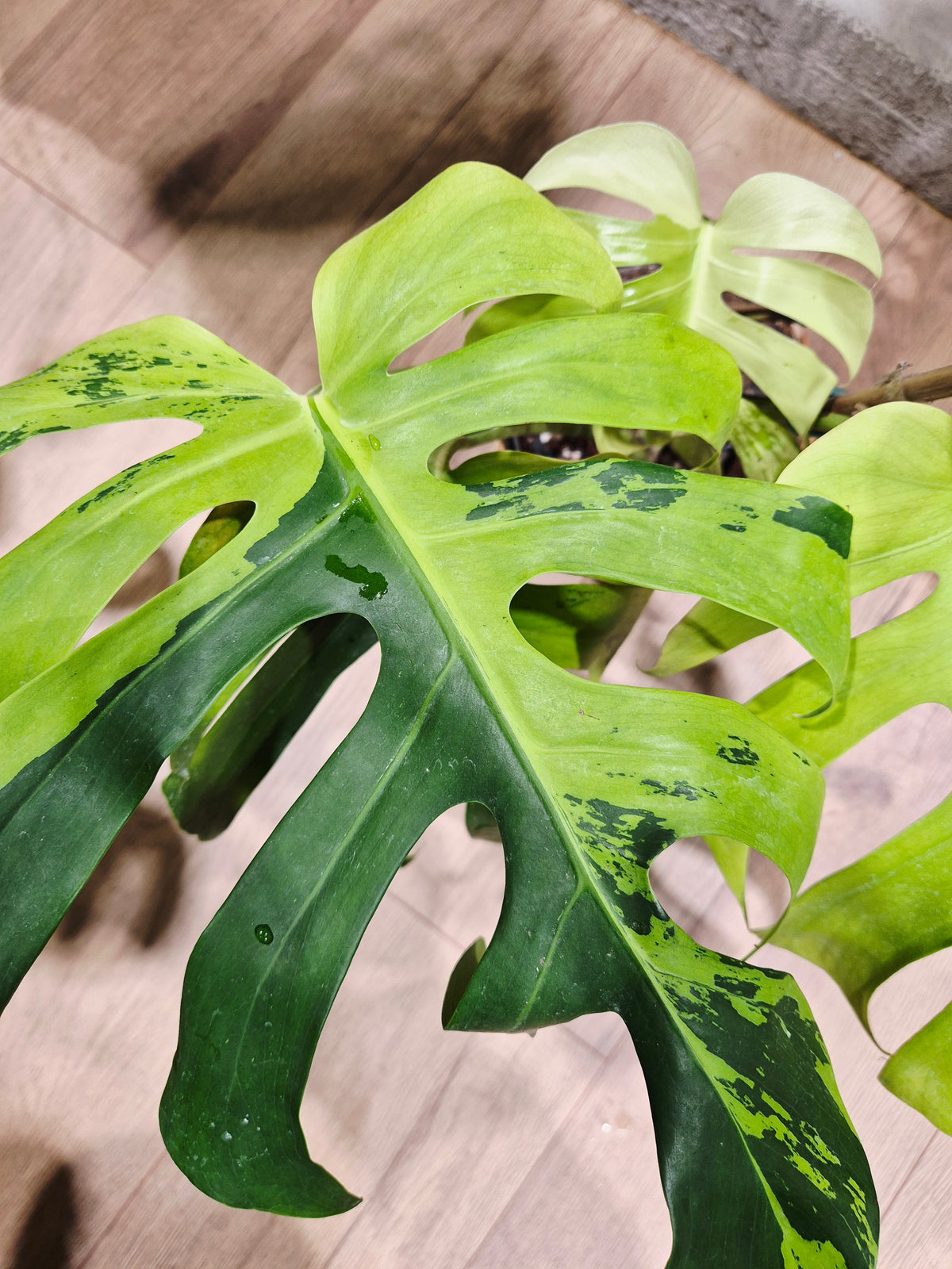 Monstera lemon lime
