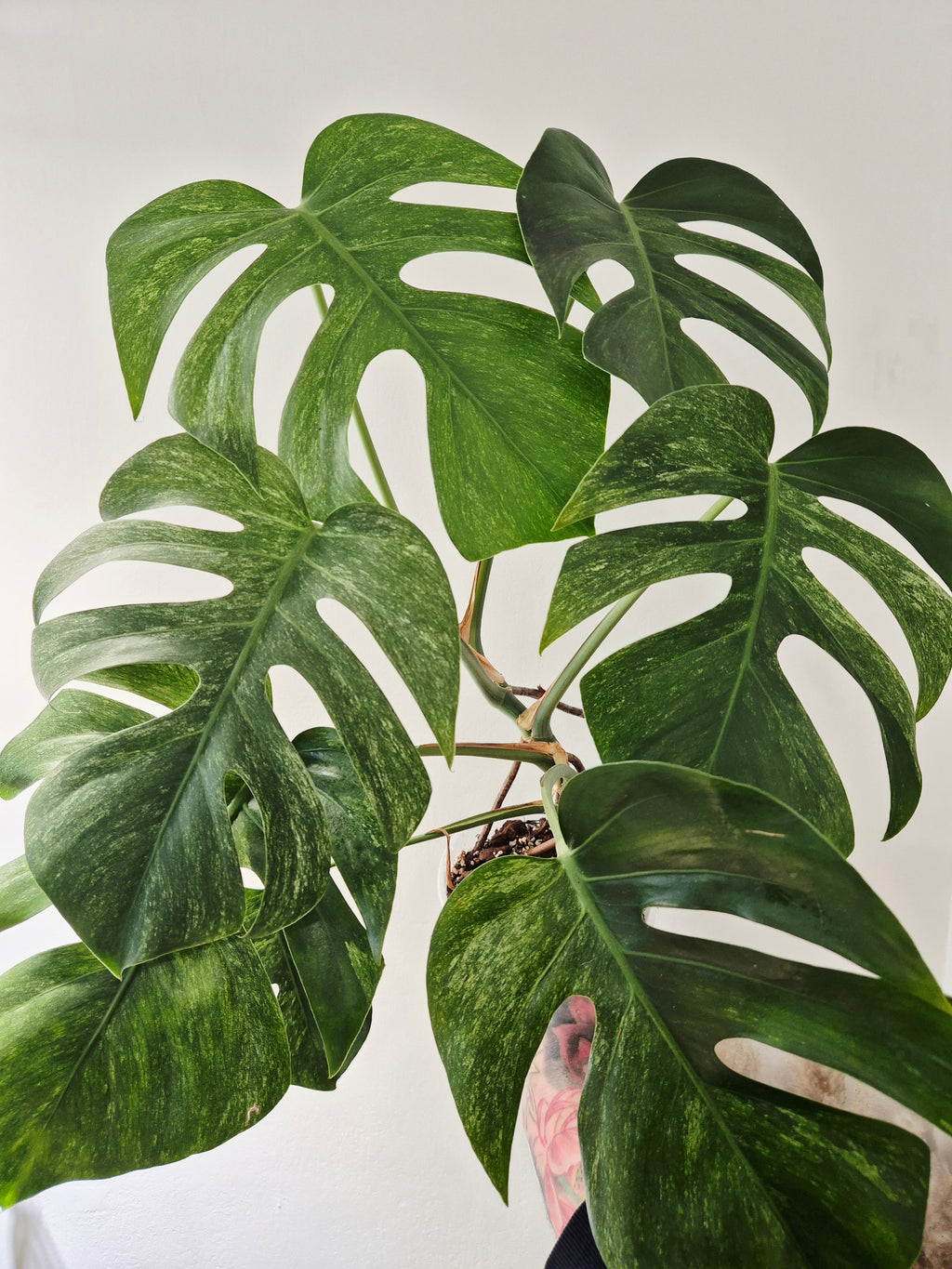 Monstera mint