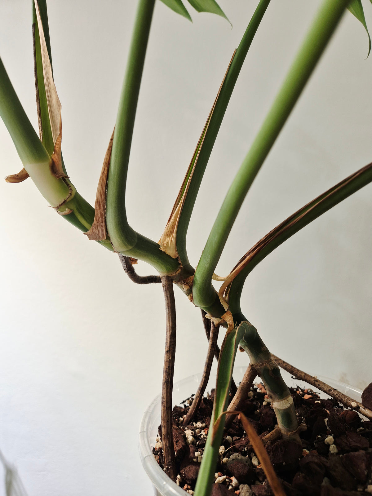 Monstera mint