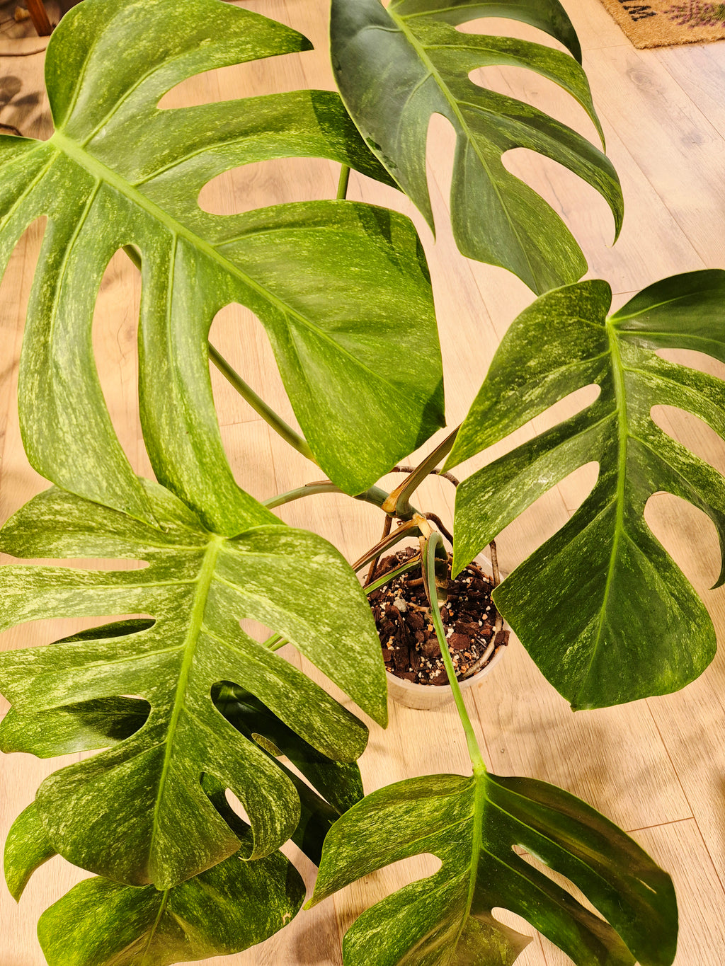 Monstera mint