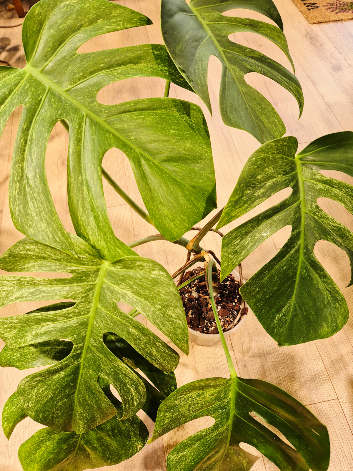 Monstera mint