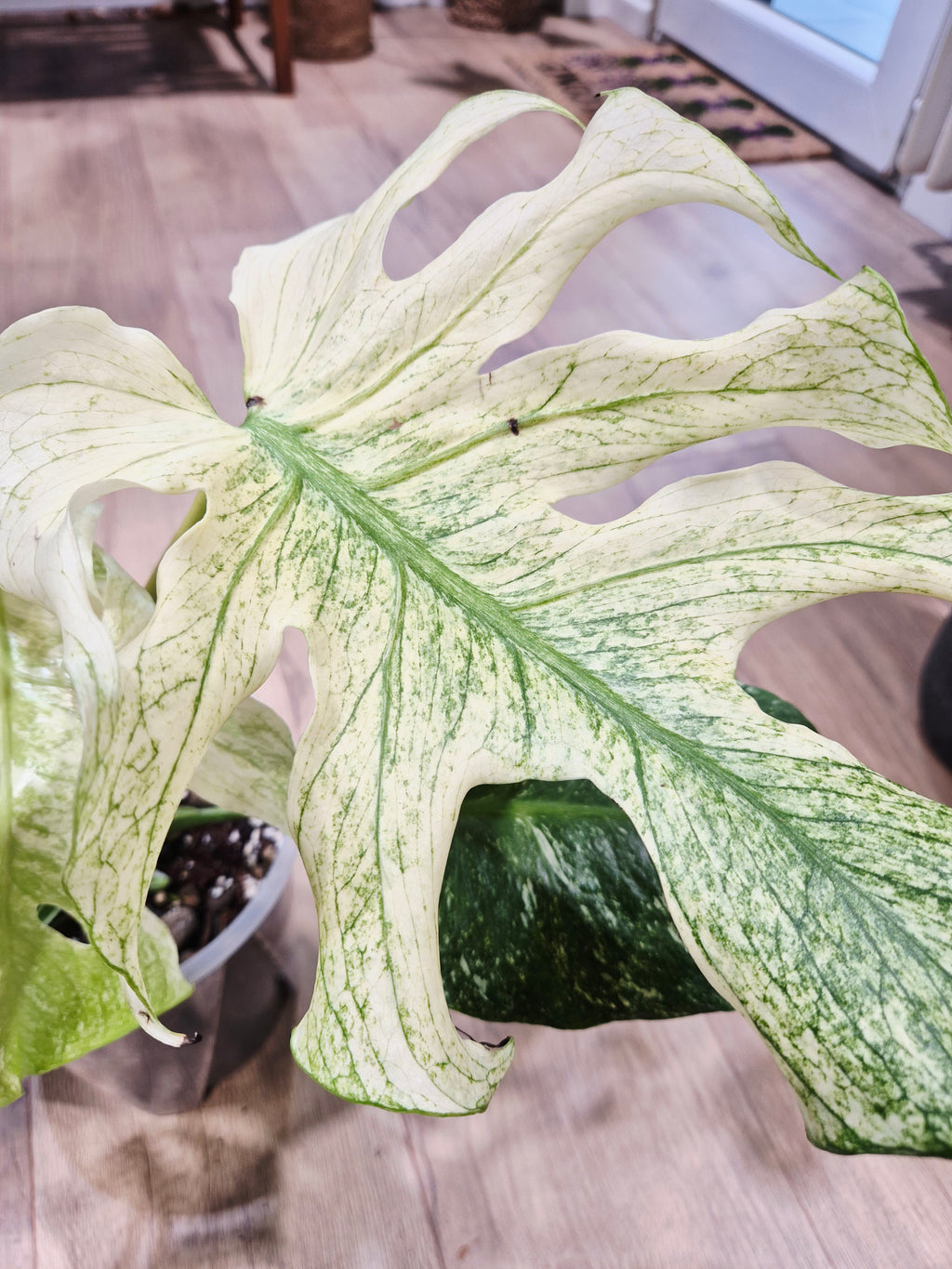 Monstera mint special