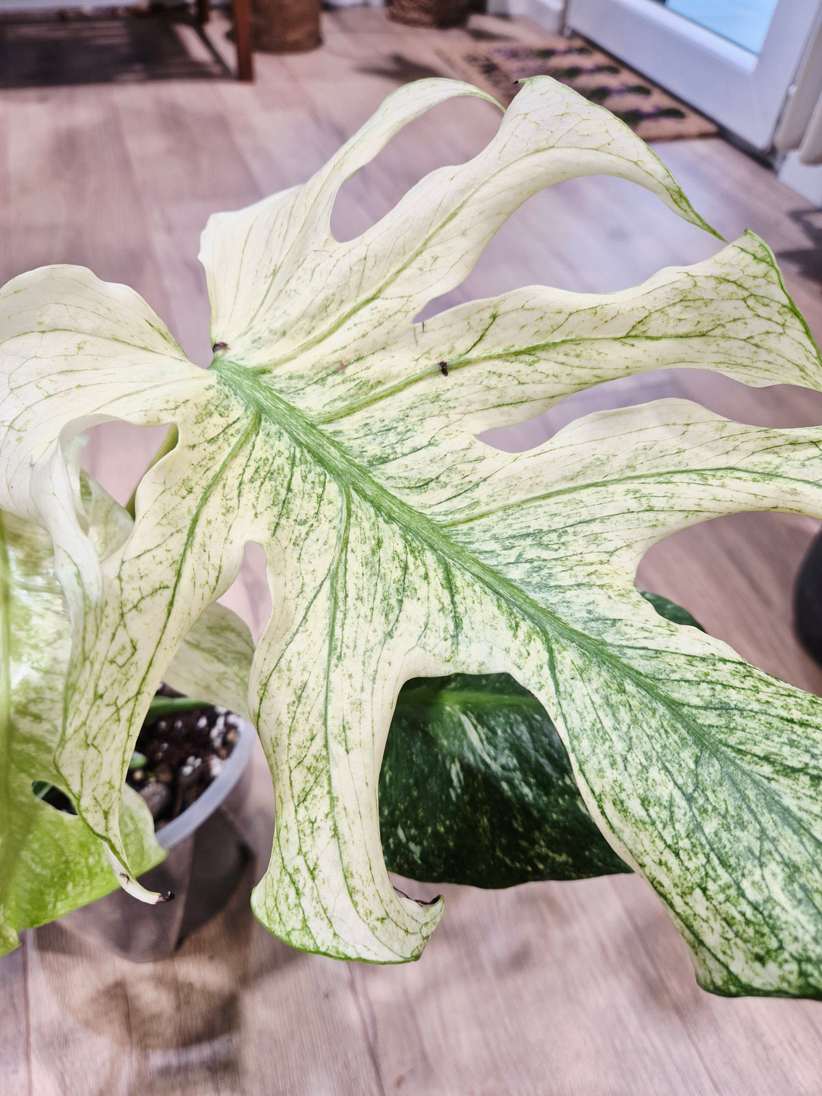 Monstera mint special