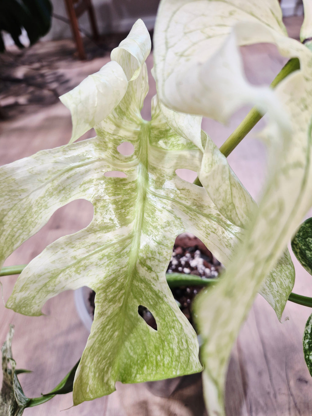 Monstera mint special