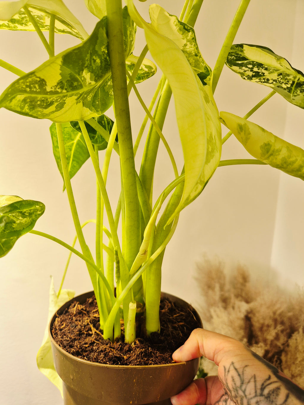 Alocasia frydek variegata XXL
