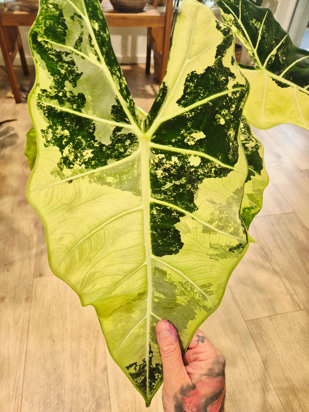 Alocasia frydek variegata XXL
