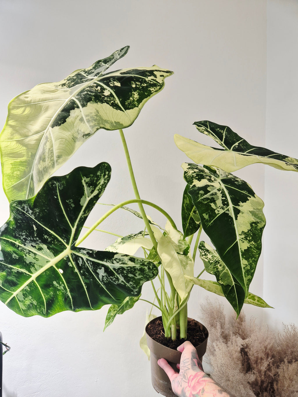 Alocasia frydek variegata XXL