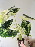 Alocasia frydek variegata XXL