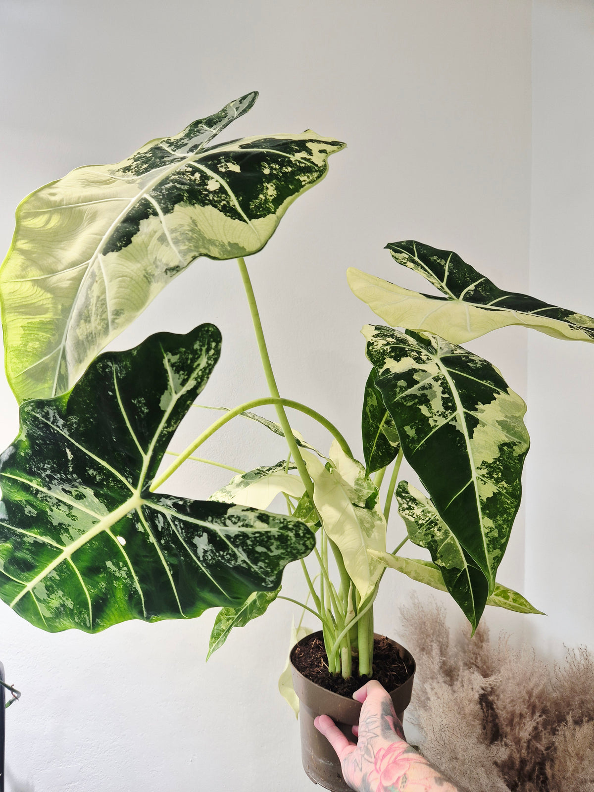 Alocasia frydek variegata XXL