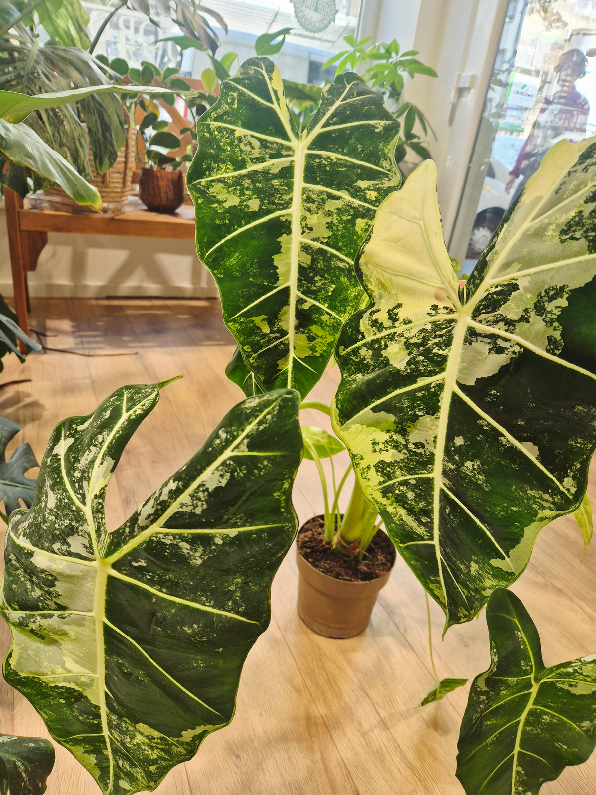 Alocasia frydek variegata XXL
