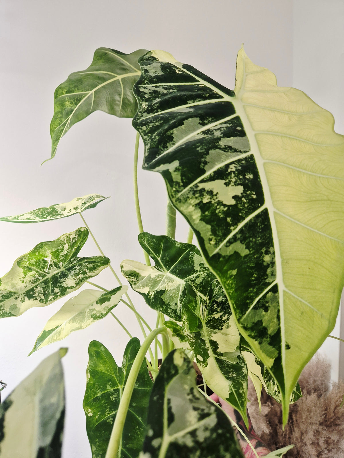 Alocasia frydek variegata XXL