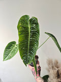 Anthurium Veitchii