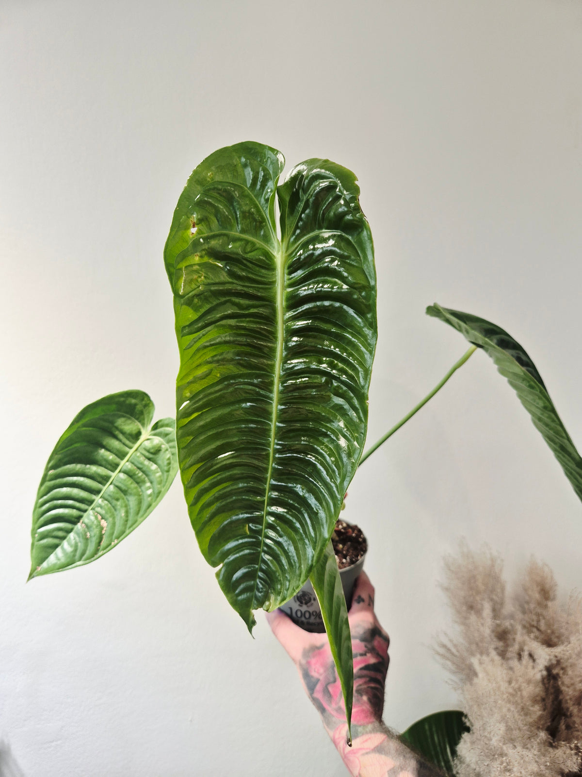 Anthurium Veitchii