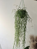 Hoya Linearis
