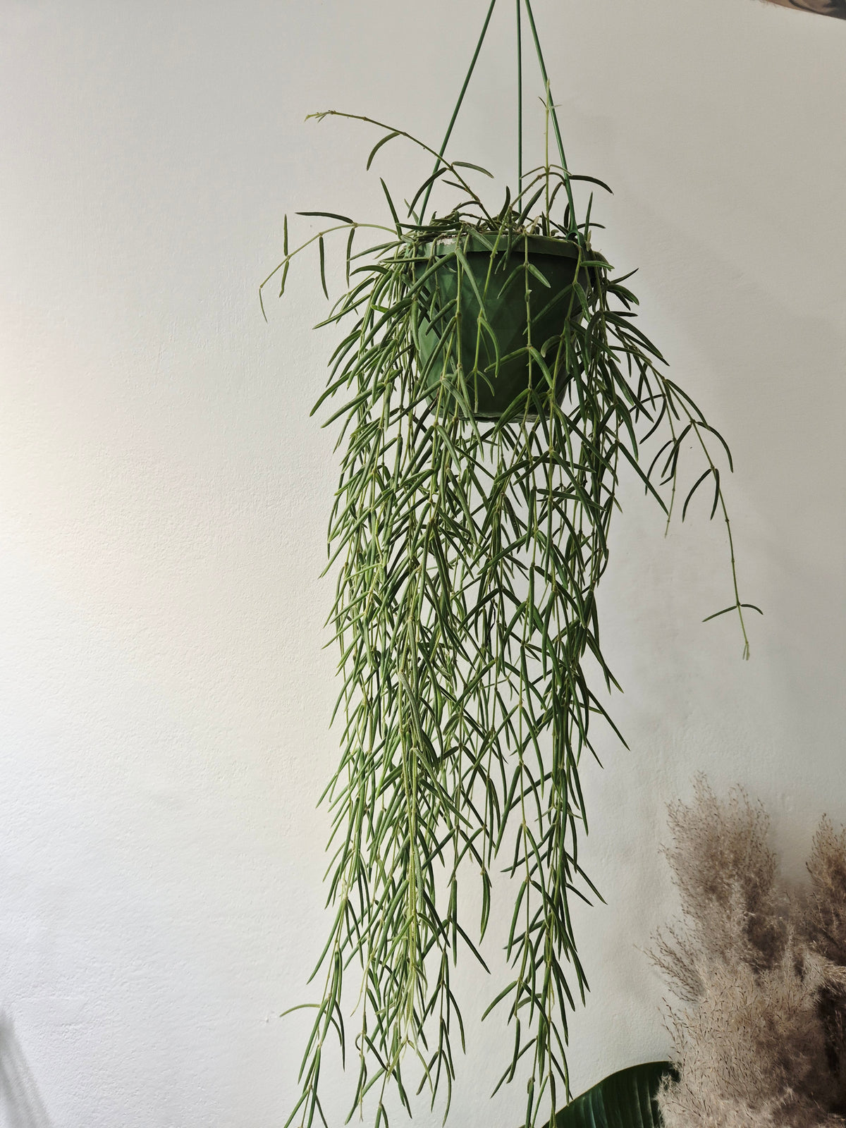 Hoya Linearis