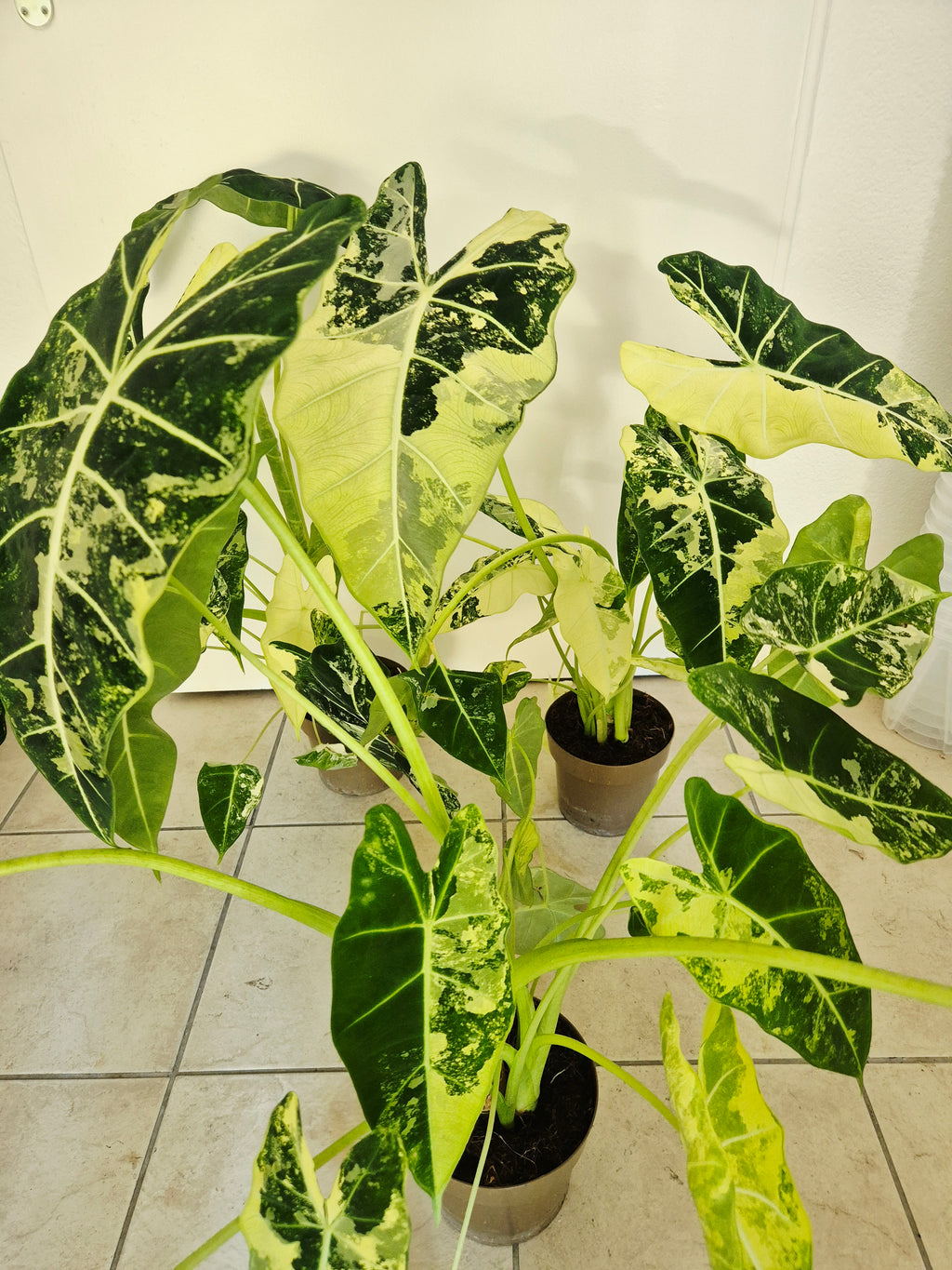 Alocasia frydek variegata XXL