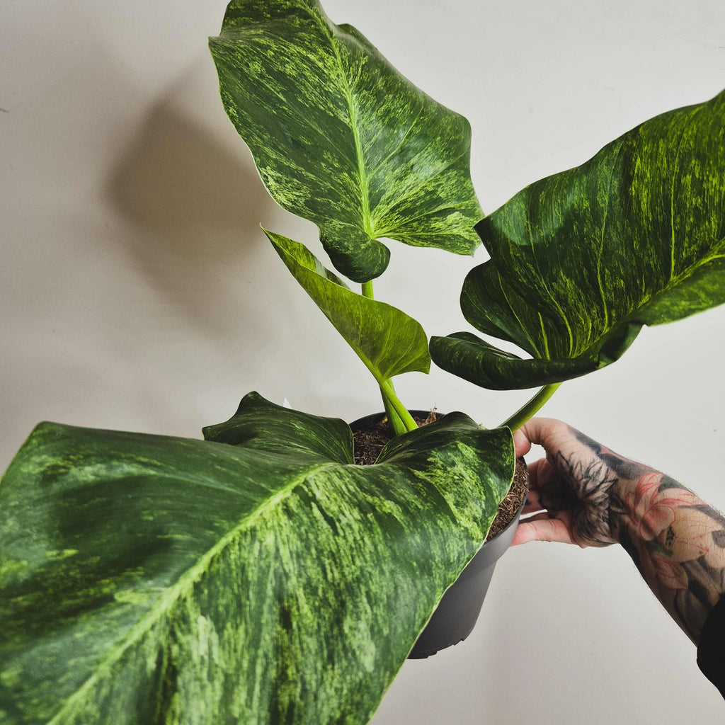 Philodendron Domesticum blizzard