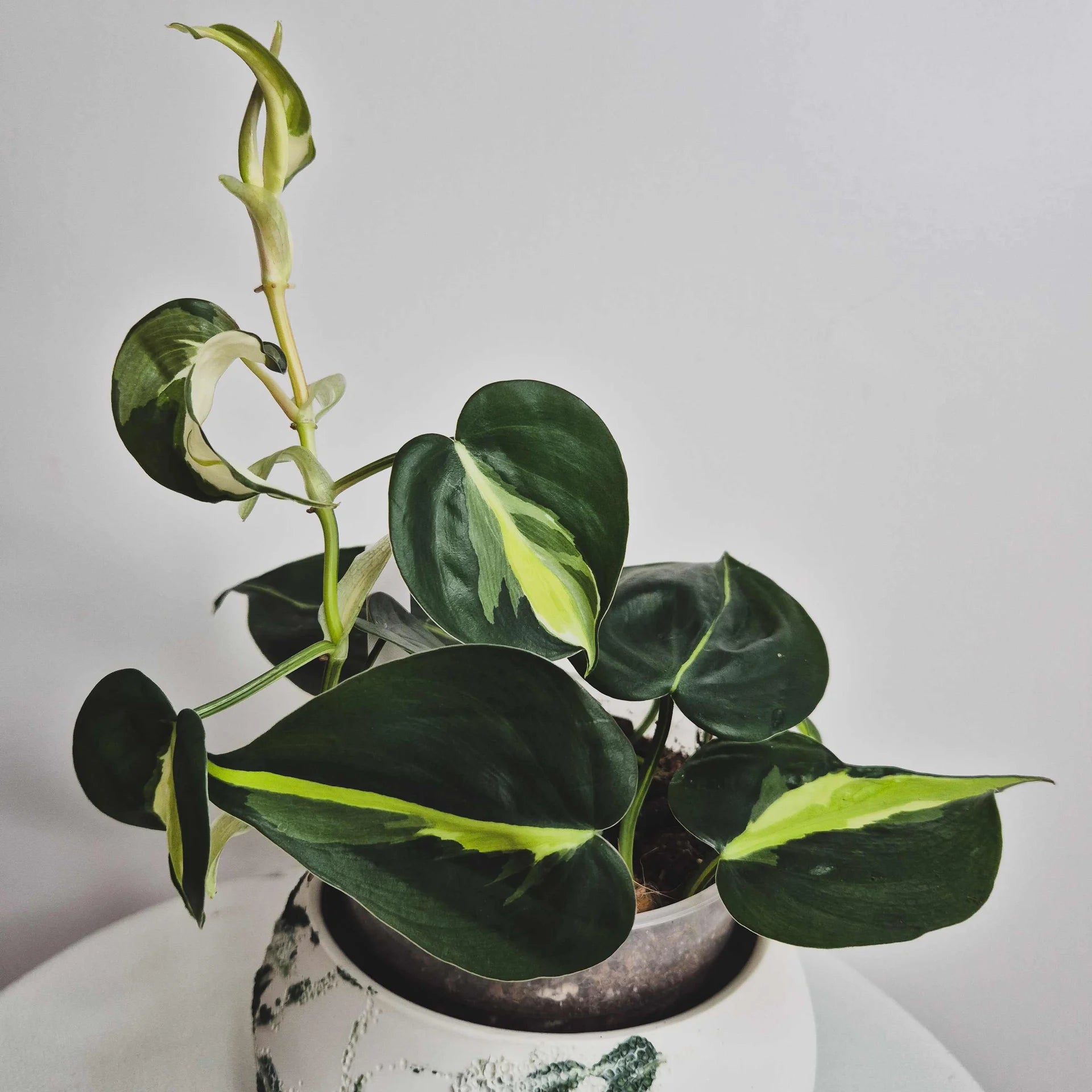 Philodendron Cream splash