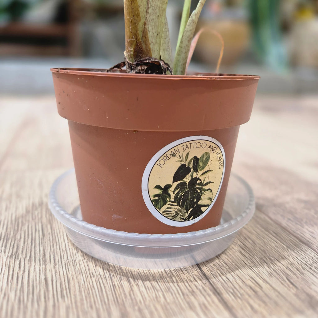 Pot saucer