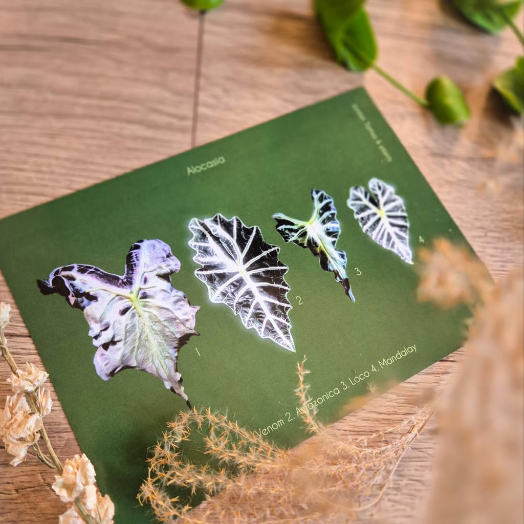 Botanical prints 148X210mm