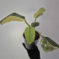 Philodendron Silver sword variegata