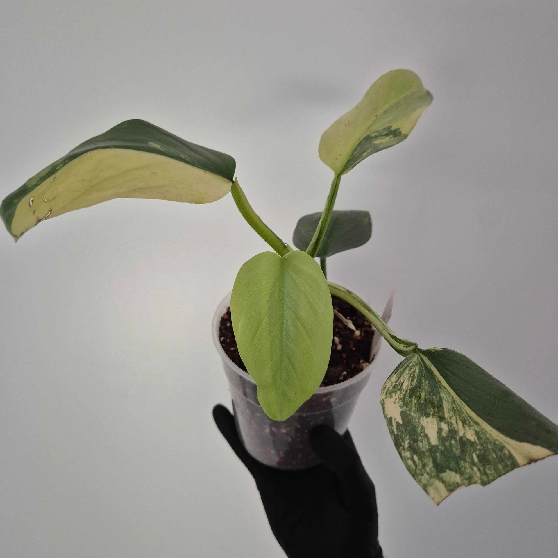 Philodendron Silver sword variegata