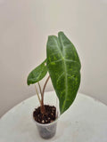 Alocasia Longiloba lemon variegata
