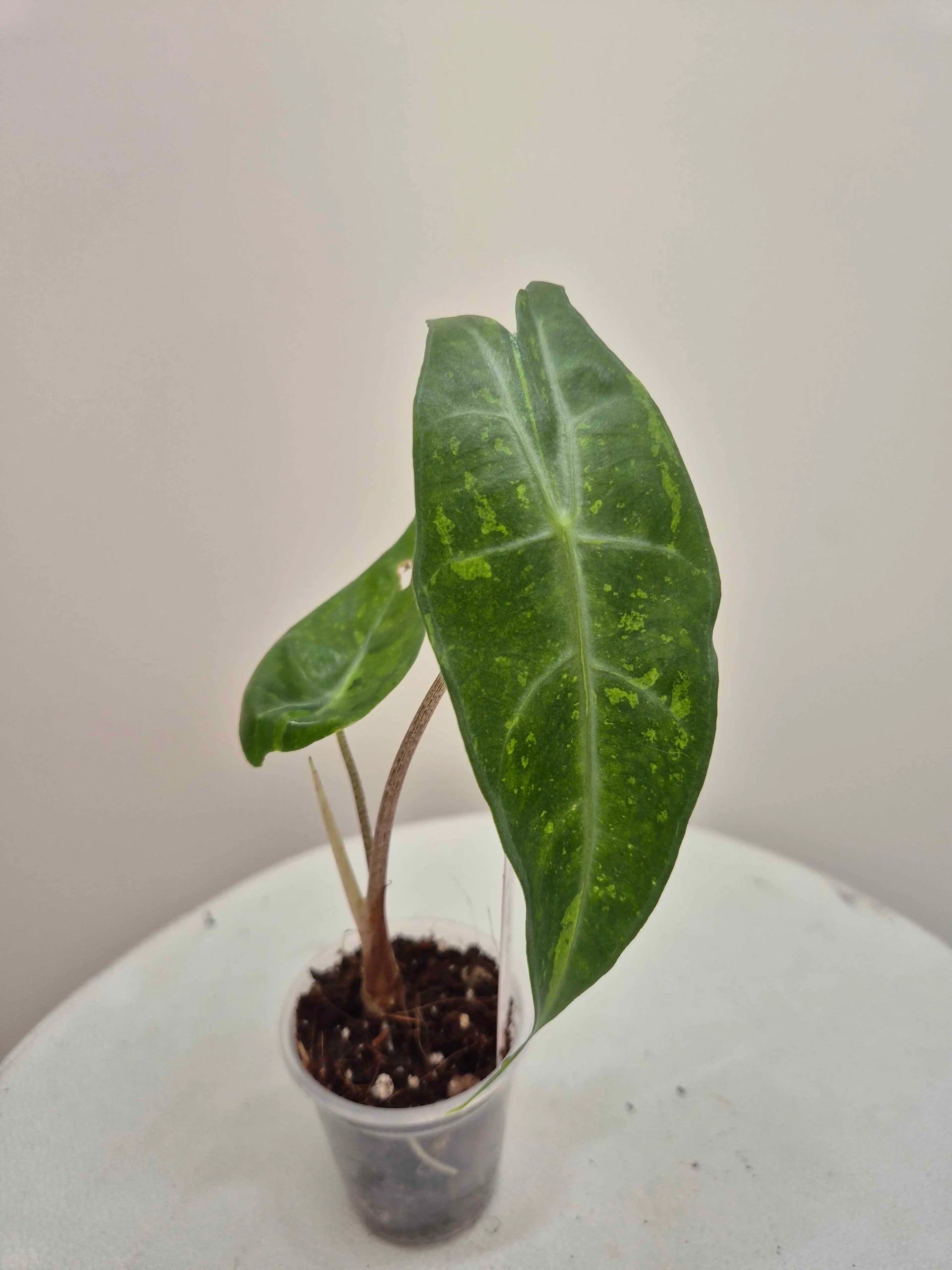 Alocasia Longiloba lemon variegata