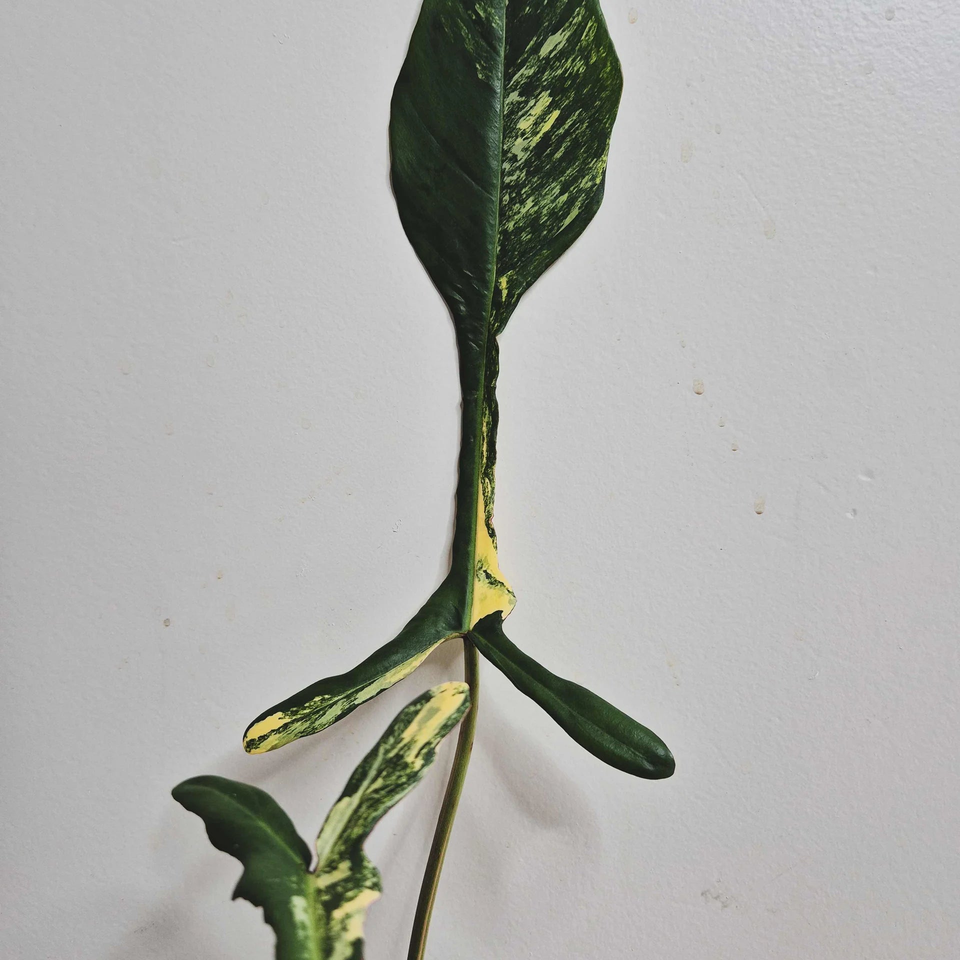 Philodendron Joepii variegata