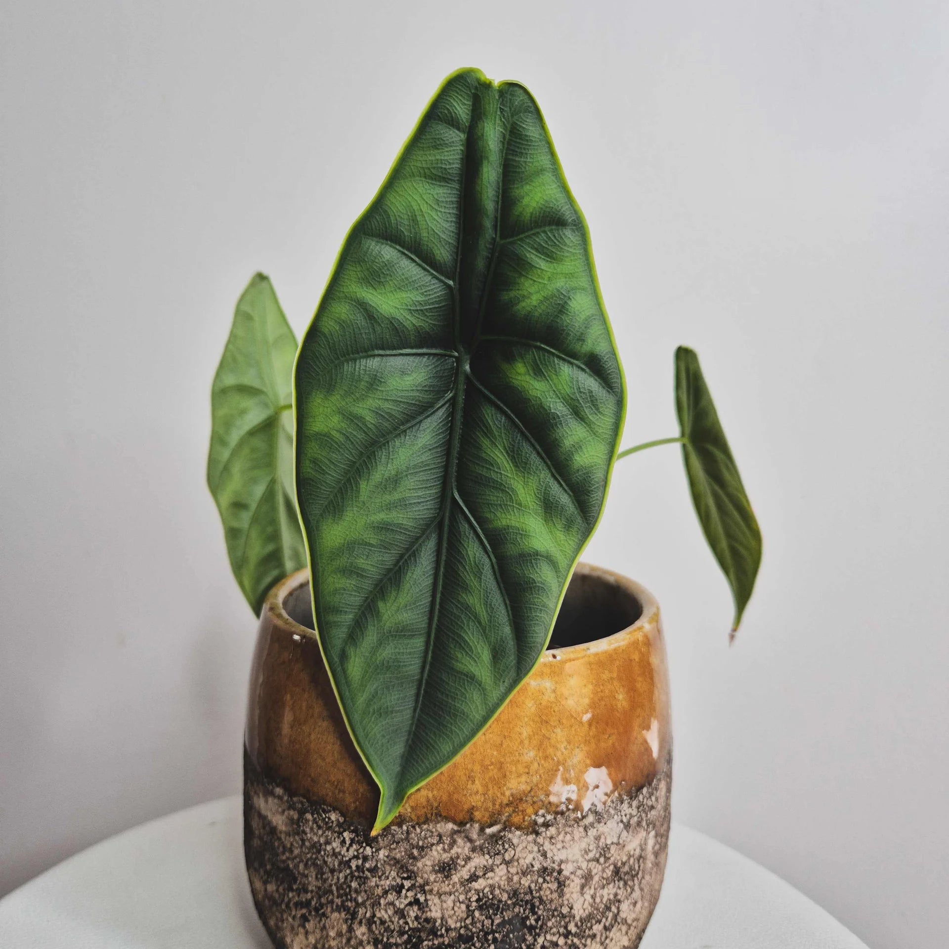 Alocasia puncak borneensis