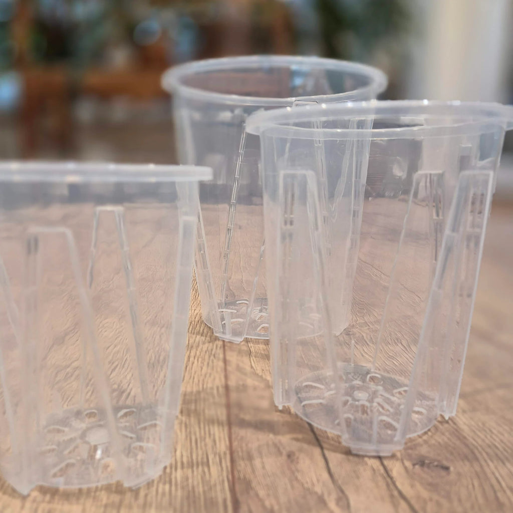Transparent aroid pots