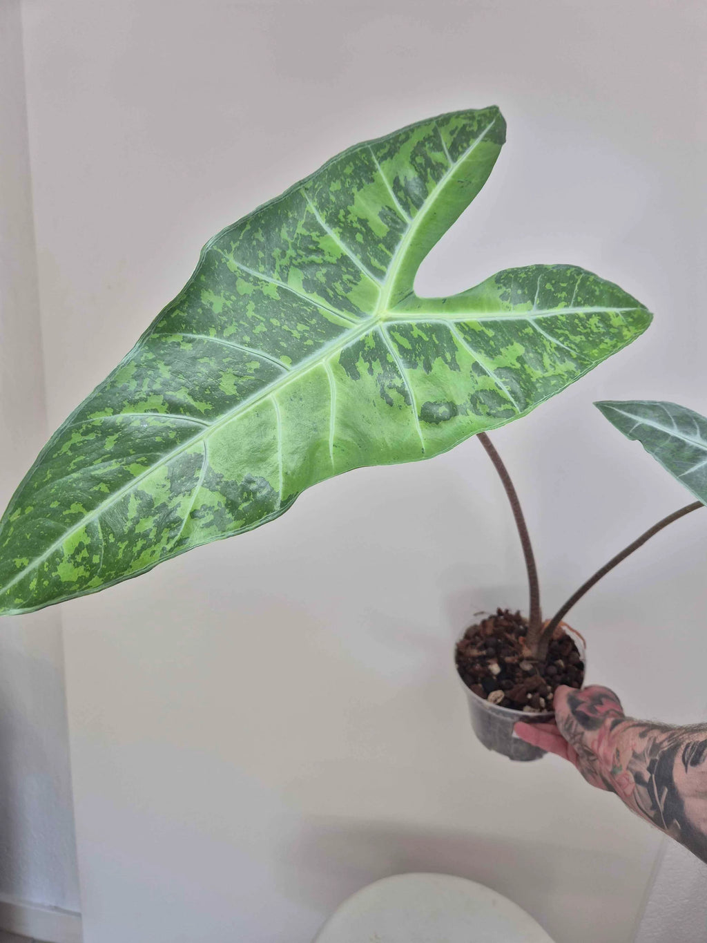 Alocasia Longiloba lemon variegata XL