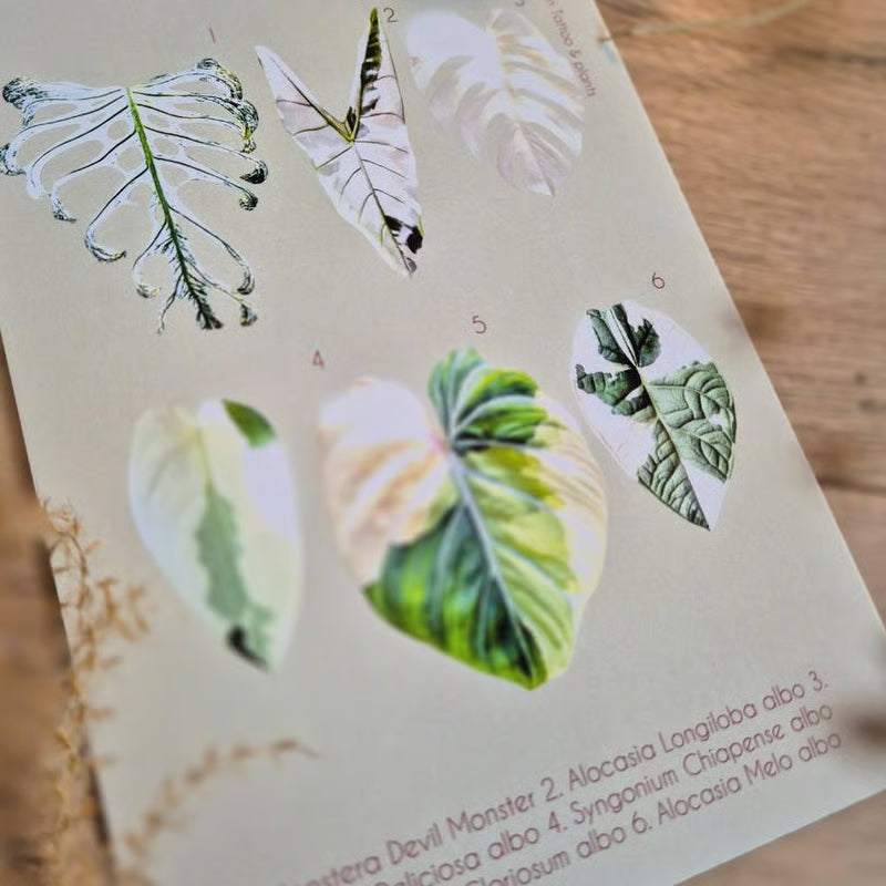 Botanical prints 148X210mm