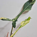 Philodendron Joepii variegata