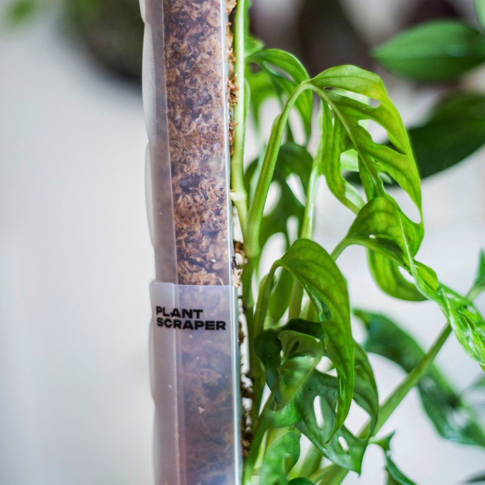 Moss pole crystal clear