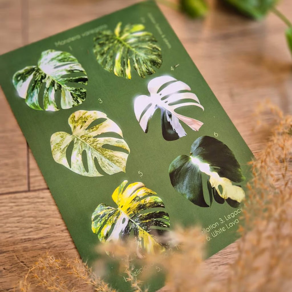 Botanical prints 148X210mm