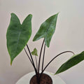 Alocasia Zebrina black stem