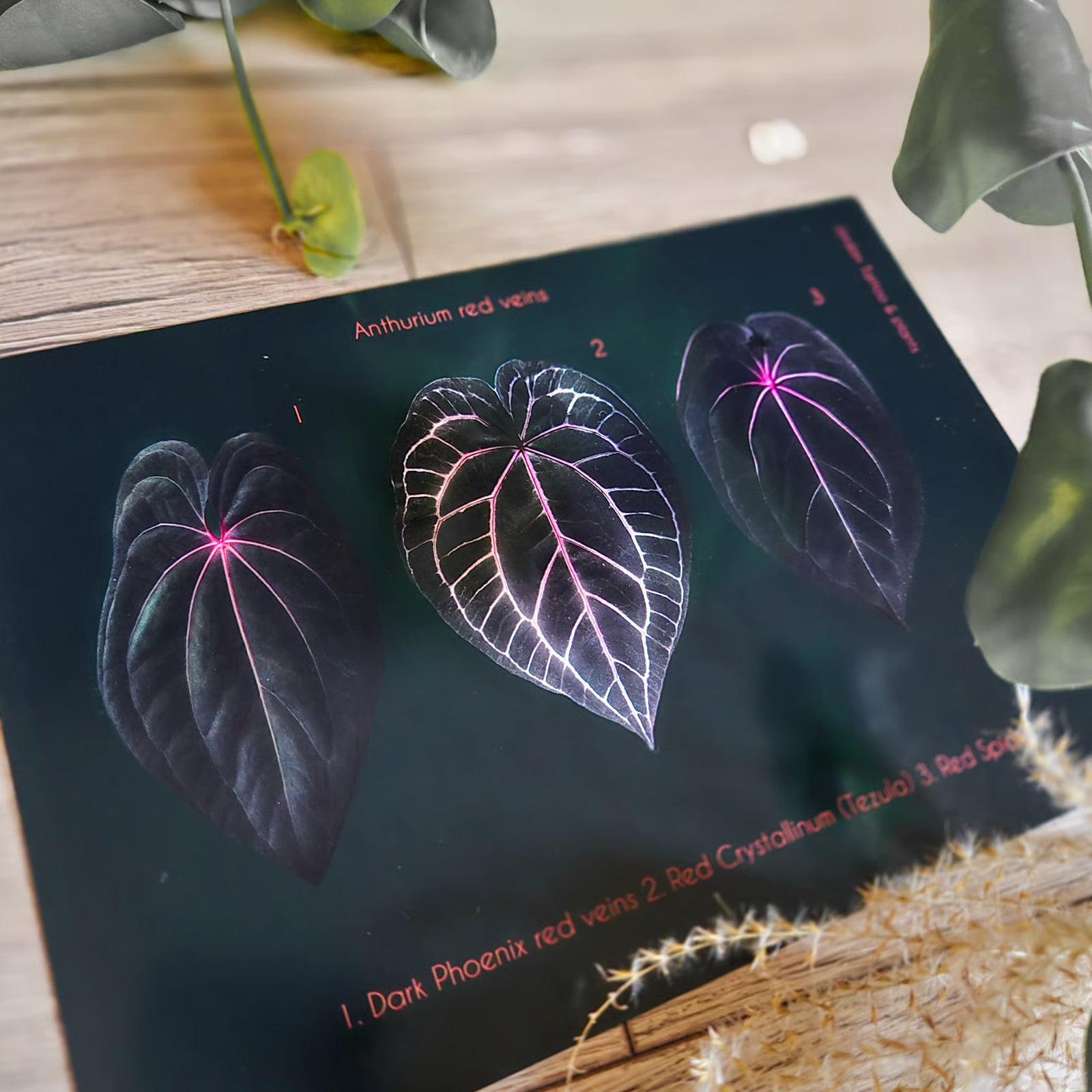 Botanical prints 148X210mm